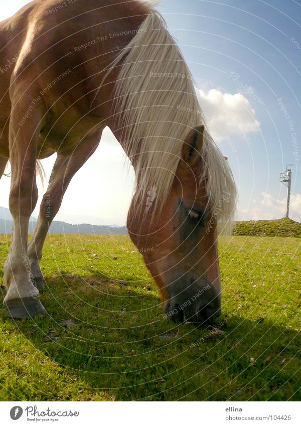 bon appétit Colour photo Exterior shot Deserted Copy Space bottom Day Shadow Sunlight Deep depth of field Central perspective Animal portrait Nutrition Ride