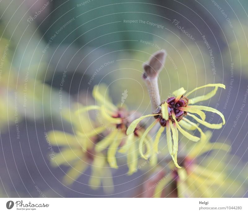 winter flowering Environment Nature Plant Spring Winter Beautiful weather Bushes Blossom Hamamelis japonica Hamamelis blossom Bud Twig Park Blossoming Growth