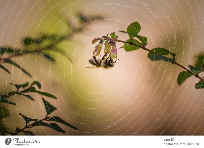 Honey bee hanging on a single flower in the evening Healthy Health care Healthy Eating Harmonious Contentment Relaxation Calm Meditation Fragrance Summer Easter