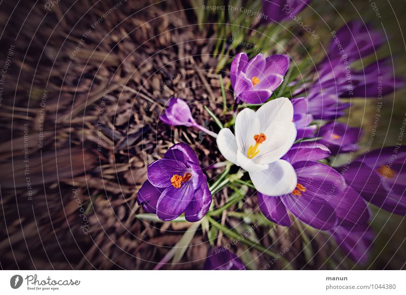 eyecatcher Nature Spring Flower Blossom Crocus Spring flower Spring flowering plant Natural Violet White Spring fever Colour photo Exterior shot Copy Space left