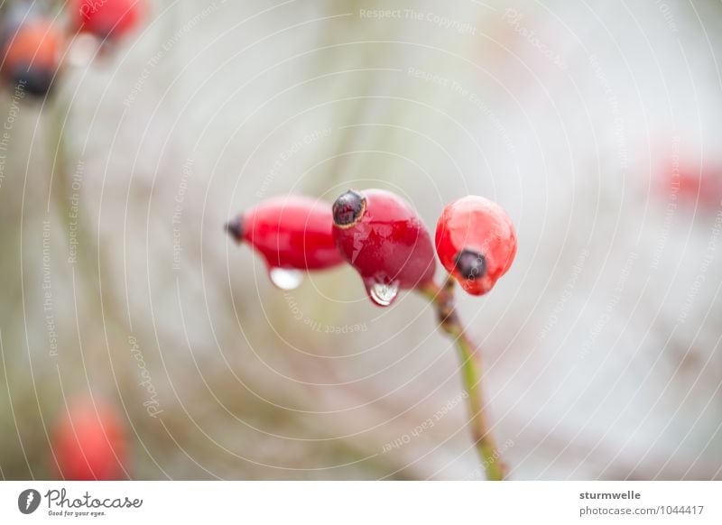 Rosehip bush / wild rose bush in the rain Nature Animal Drops of water Autumn Bad weather Rain Plant Bushes Wild plant Beautiful Colour photo Exterior shot