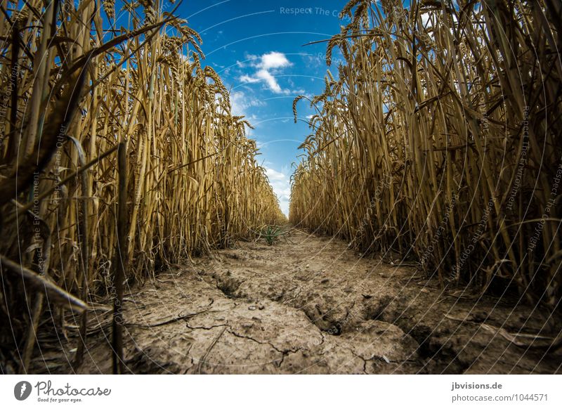 Mouse freeway? Nature Landscape Plant Earth Clouds Autumn Agricultural crop Wild animal Eating To feed Infinity Natural Dry Grain Grain field Wheat Wheatfield