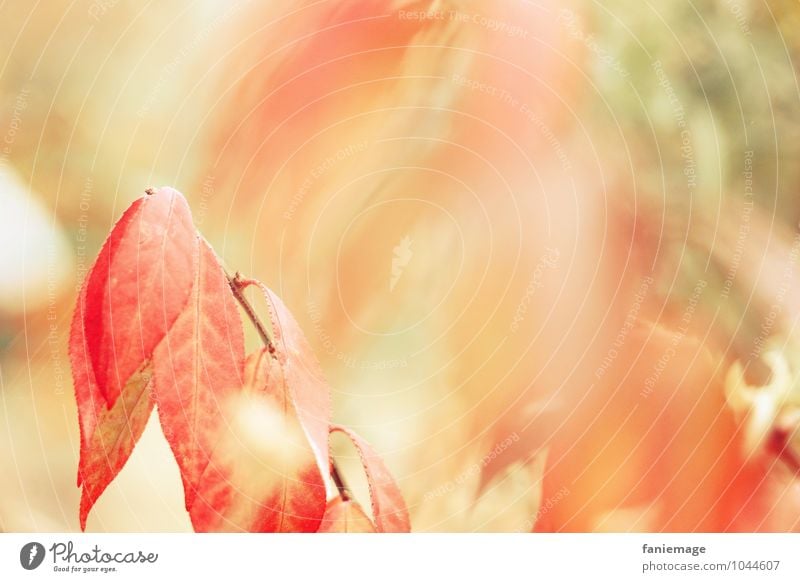 Remembrance of autumn Environment Nature Fire Autumn Wind Bushes Field Forest Beautiful Happy Optimism Warmth Orange Red Blur Autumnal Bright green Pastel tone