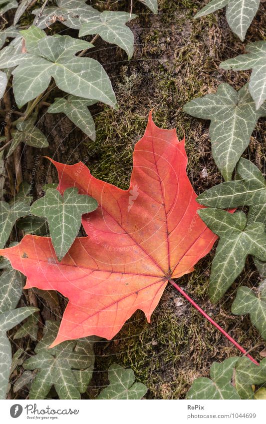 autumn colours Healthy Care of the elderly Life Garden Gardening Environment Nature Landscape Plant Autumn Climate Beautiful weather Tree Moss Ivy Leaf