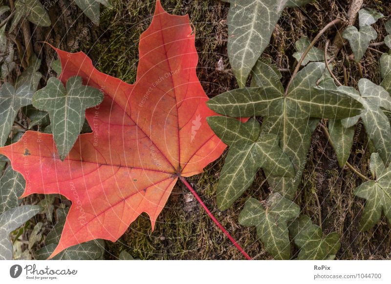 autumn Environment Nature Landscape Plant Autumn Tree Moss Ivy Leaf Foliage plant Maple leaf Maple tree wood Tree trunk Season Seasons Autumnal colours