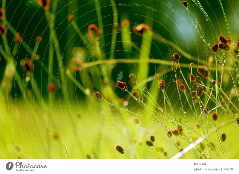 Red Green Plant Flower Grass Blossom Meadow Field Together Blade of grass enmeshed I don't know what that is. Colour photo Exterior shot Deserted Day