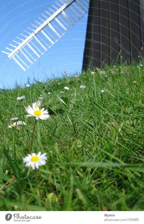 The wind, the wind Meadow Windmill Green Flower White Hill Grass Building Historic Sky Wing Nature