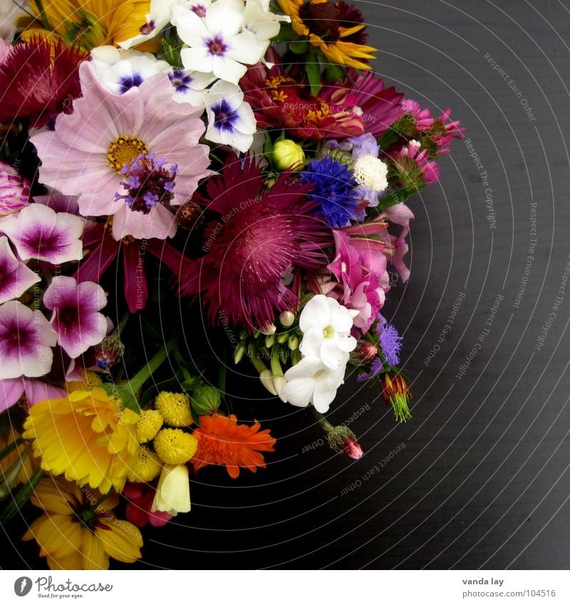 little flowers Multicoloured Exterior shot Detail Copy Space right Neutral Background Shallow depth of field Joy Table Mother's Day Birthday Spring Flower