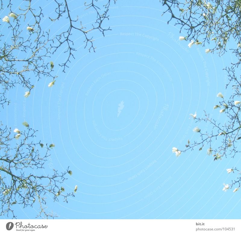 flower wreath Sky Spring Summer Blossoming Above Blue White Sky blue Bordered Background picture Magnolia plants Spring day Twigs and branches Colour photo