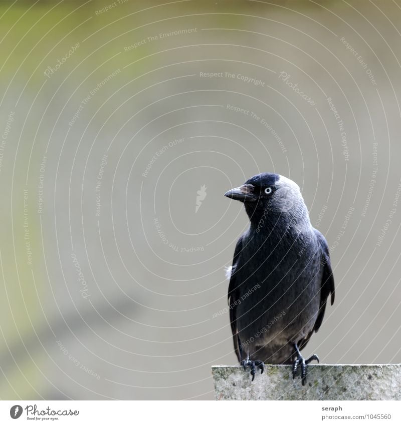 Jackdaw Animal Bird Wing Feather Raven birds Common Raven Crow Nature Sit Wall (barrier) Observe Resting Beak plumage Looking talon Eyes Ornithology Wild