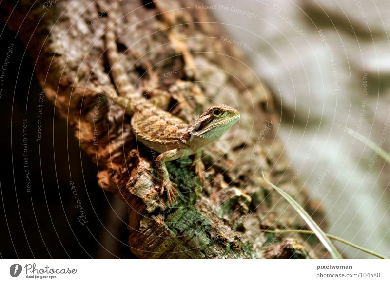 Bearded dragons [vitticeps] Animal Saurians Reptiles Living thing Tree bark Brown Green Terrarium Small Thin four-legged friends Looking Bruce terraristics