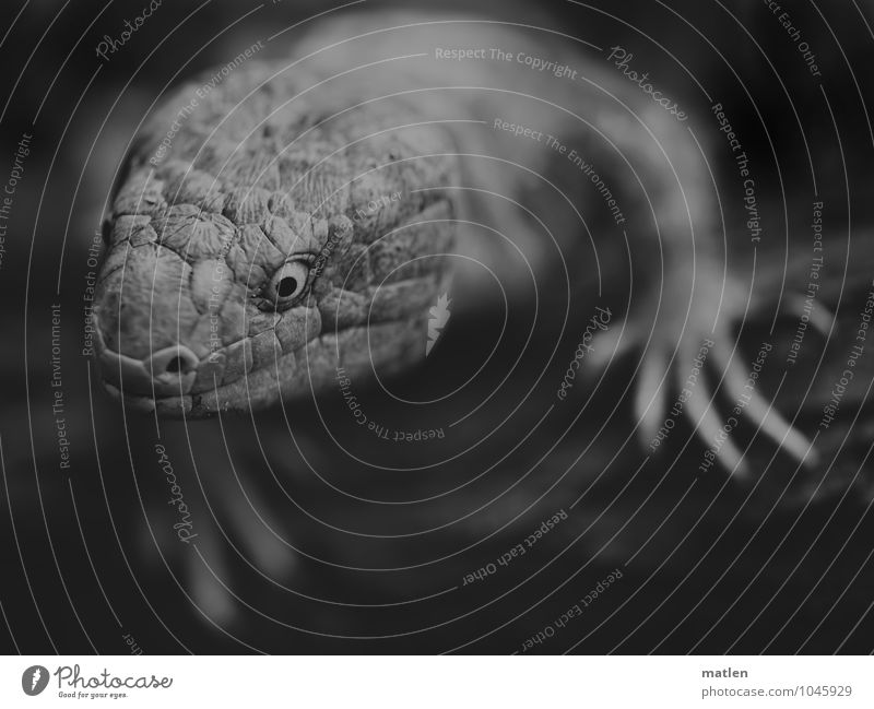 are you looking Animal Claw 1 Curiosity Gray White skink Paw Interest Black & white photo Macro (Extreme close-up) Deserted Portrait photograph Animal portrait