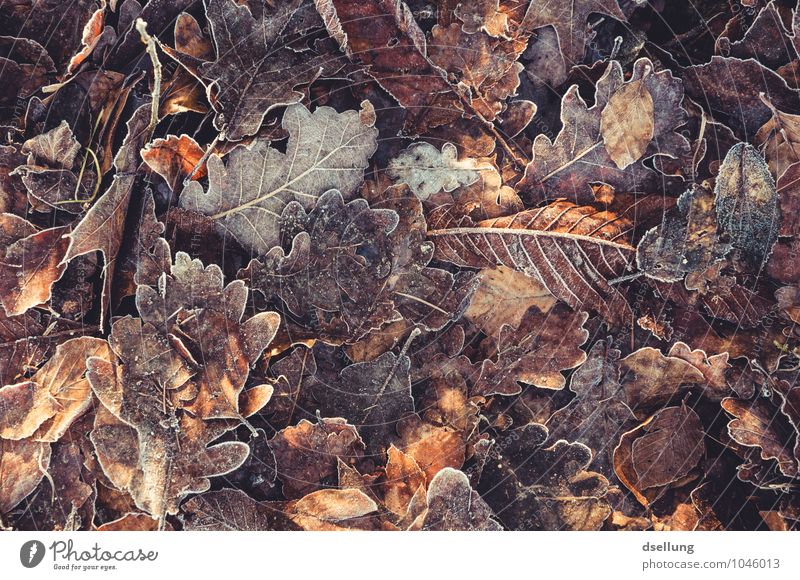 Autumn leaves with sugar rim Nature Plant Winter Ice Frost Leaf Oak tree Oak leaf Uniqueness Cold Natural Dry Wild Brown Orange White Senior citizen Contentment