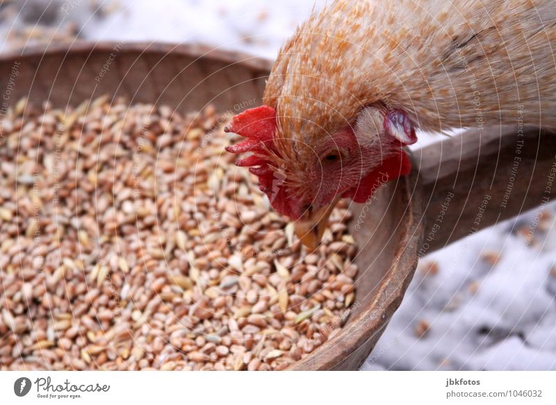 Alone at the buffet Animal Farm animal Barn fowl To feed Peck Esthetic Happiness Hip & trendy Sustainability Curiosity Beautiful Feminine Exterior shot Day