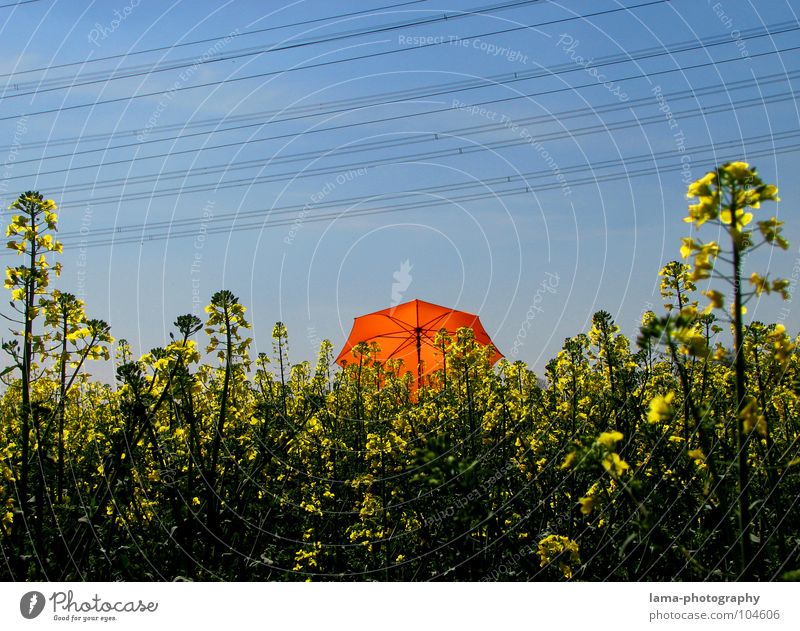 All the way back there! To enjoy Sunbathing Calm Dream Lie Summer Canola Canola field Field Meadow Agriculture Spring Jump Ear of corn Yellow Flower Relaxation