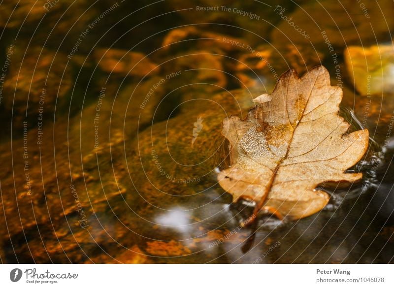 Autumn raft Freedom Nature Water Climate Plant Tree Leaf Foliage plant Forest Brook River Ravages of time Old Swimming & Bathing To fall Faded Broken