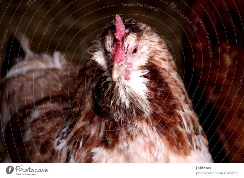 lucky chicken Animal Pet Farm animal Wild animal Bird Animal face Barn fowl Egg Crest Eyes Beak Love of animals Species-appropriate Free-range rearing Elapse 1