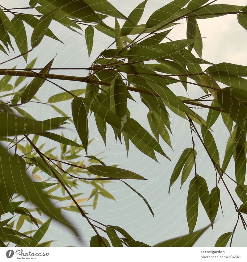 bamboo Green Worm's-eye view Withdraw Summer Back-light Park Garden Bamboo stick Sky Shadow