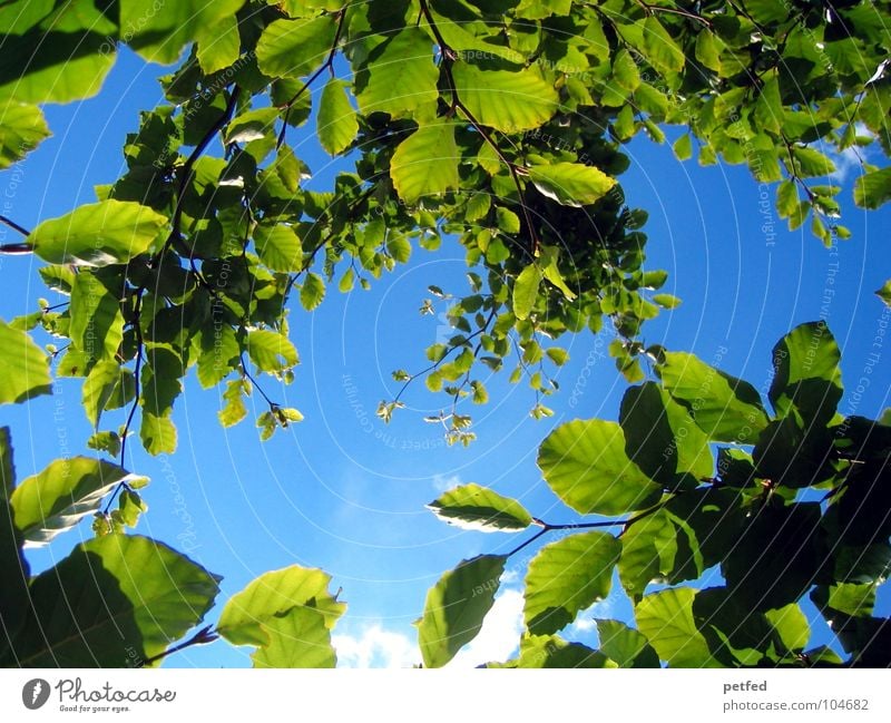 In the Garden of Eden VIII Tree Green Leaf Summer Spring Mount Eden Deities Yellow Clouds Blue Sky Branch Tree trunk Weather God Joy Nature