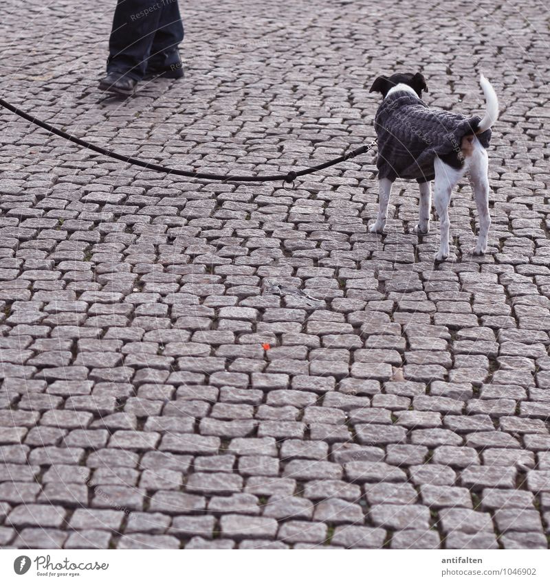 Loyal friends Masculine Man Adults Legs Feet 1 Human being 30 - 45 years Town Old town Places Marketplace Cobblestones Pants Sweater Cardigan Knitted