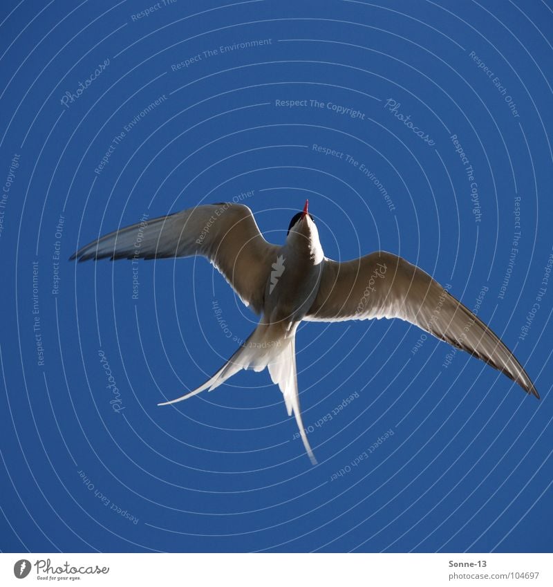 graceful I Arctic tern Bird Air Animal Feather Aviation Sky Graceful Blue Wing