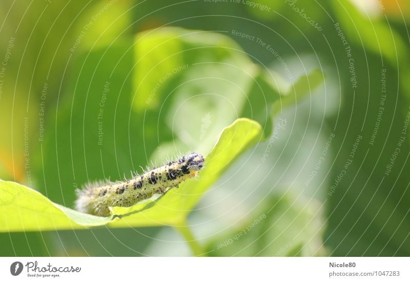 The little caterpillar Nimmersatt Animal Green Caterpillar Garden Insect Leaf Destructive weed Colour photo Exterior shot Deserted Copy Space right