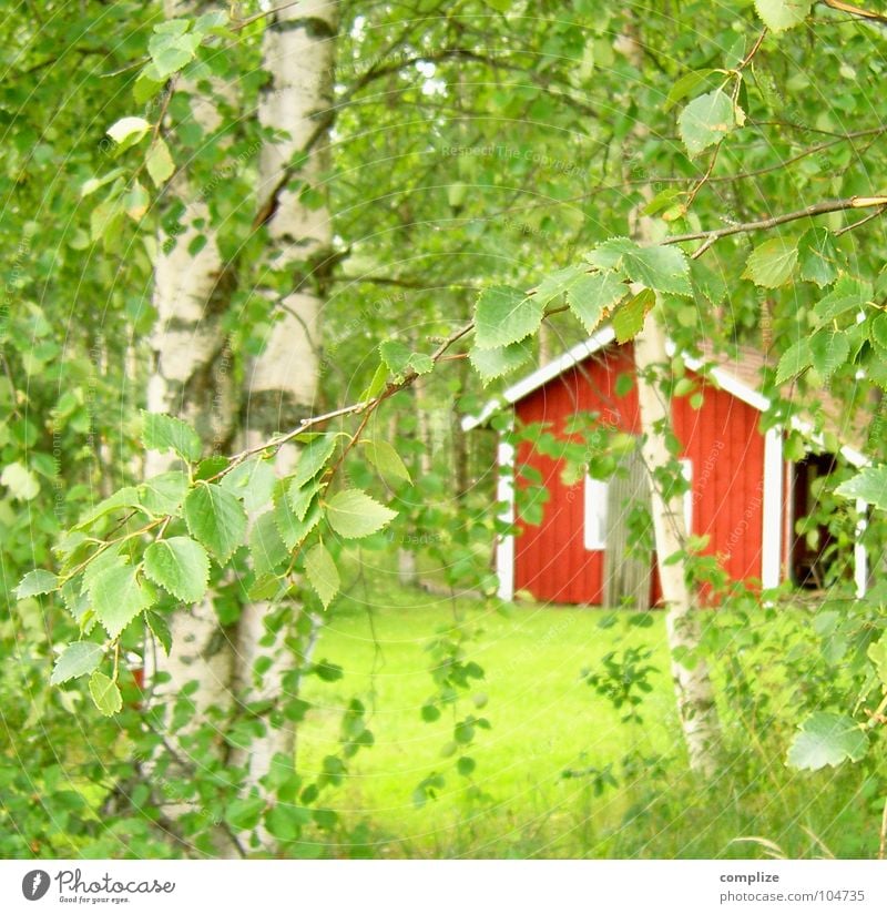 suomi 07 Summer Nature Plant Tree Grass Leaf Meadow Forest Hut Green Red Idyll Wooden hut Birch tree Birch leaves Scandinavia Barn Gardenhouse Dark green