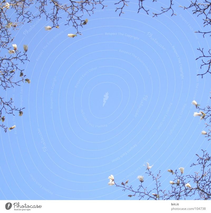 TREE CROWN Relaxation Environment Nature Plant Sky Spring Summer Beautiful weather Blossom Blossoming Above Blue White Sky blue Magnolia plants