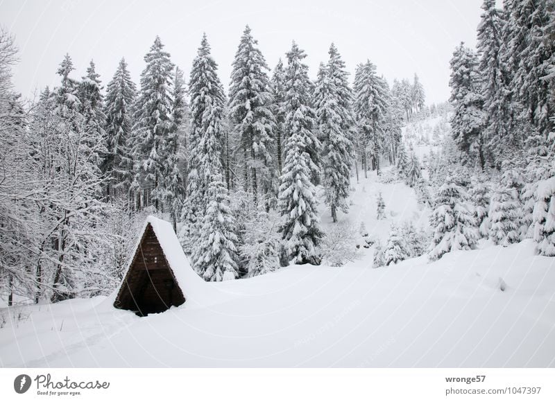 winter forest Nature Landscape Winter Snow Tree Coniferous forest Coniferous trees Spruce forest Forest Mountain Harz National Park White Snowfall Snowscape