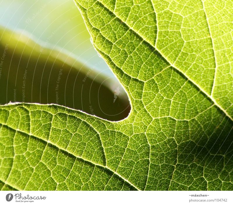 | Let's get together. Vessel Leaf Green Bordered Fingers Provision Photosynthesis Black Summer one Contrast Structures and shapes