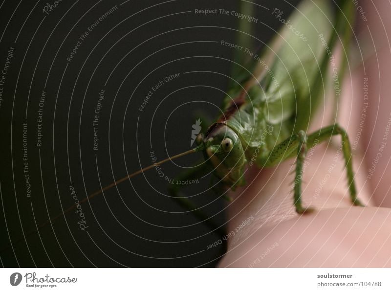 jump I Insect Feeler Green Hand Crawl Blur Depth of field Fingers Black Dark Gray To hold on Macro (Extreme close-up) Close-up Boredom Locust hop Legs Small