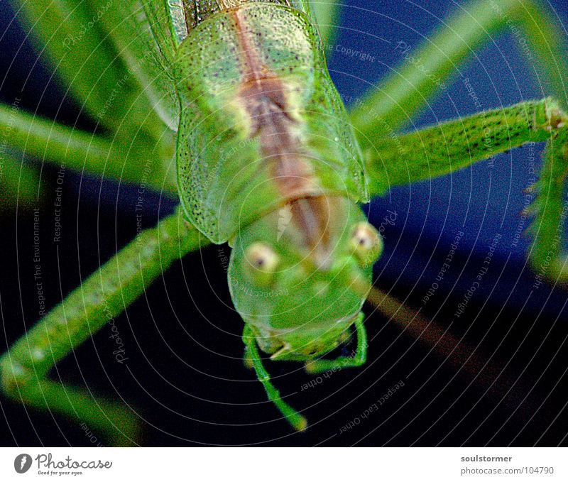 Jump III Green undertone Yellowness Insect Feeler Hand Crawl Blur Depth of field Fingers Black Dark Gray To hold on Obscure Macro (Extreme close-up) Close-up