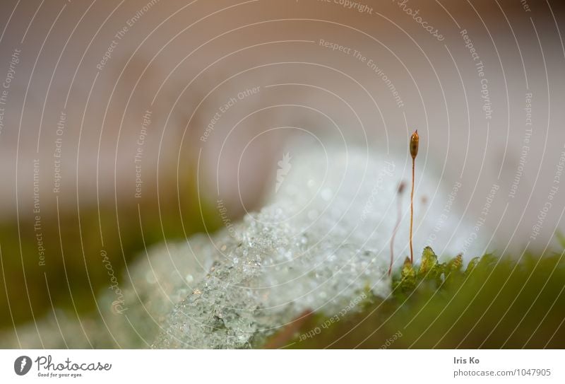 nature rocket on ice Environment Nature Plant Winter Snow Moss Forest Growth Small Natural Point Brown Change Lanes & trails Stick out pointy sporophyte