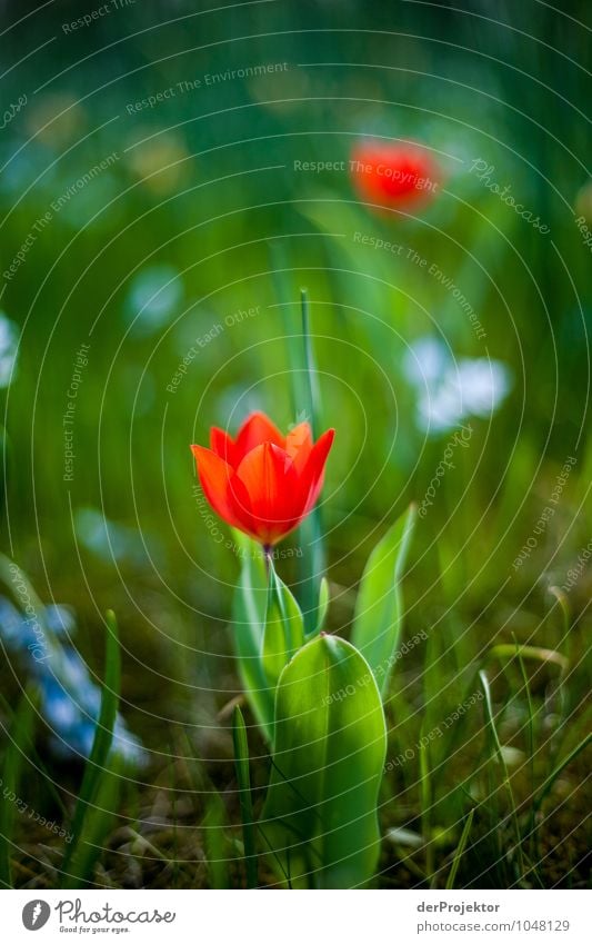 The tulips are already blooming Vacation & Travel Trip Freedom Sightseeing City trip Environment Nature Landscape Plant Elements Spring Flower Grass Meadow Park