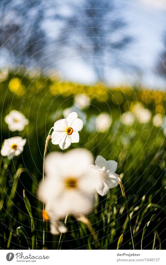 It's blooming again. Vacation & Travel Tourism Trip Sightseeing City trip Environment Nature Landscape Plant Spring Beautiful weather Flower Park Meadow Hill