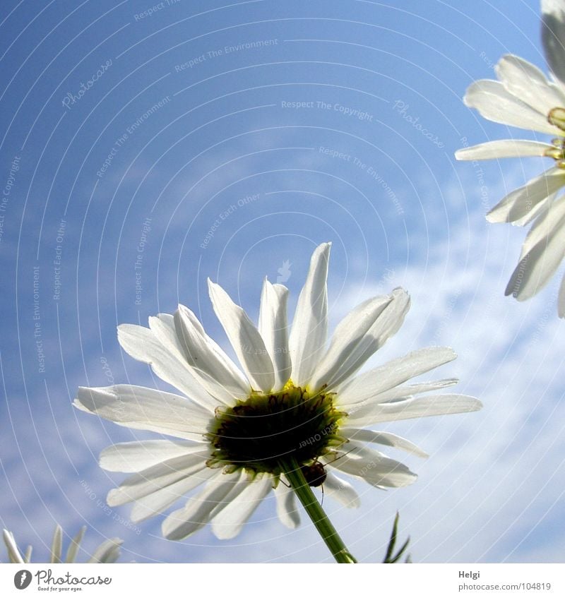 Margarite blossoms in sunlight in front of a blue sky with a few clouds Flower Blossom Camomile blossom Chamomile Blossoming Illuminate Lighting Plant