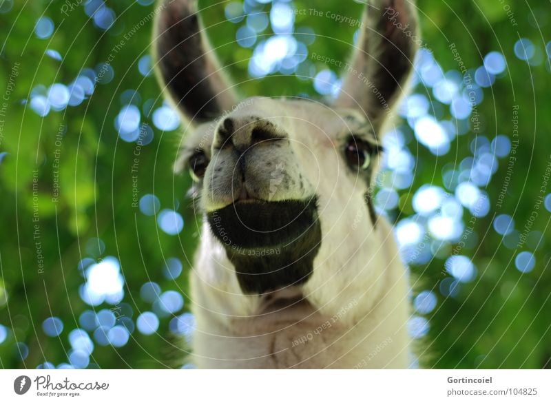 D. llama Animal Tree Farm animal Animal face Pelt Zoo Funny Nostrils Mammal Llama Muzzle Neck Eyes Ear Colour photo Exterior shot Worm's-eye view Deserted Day