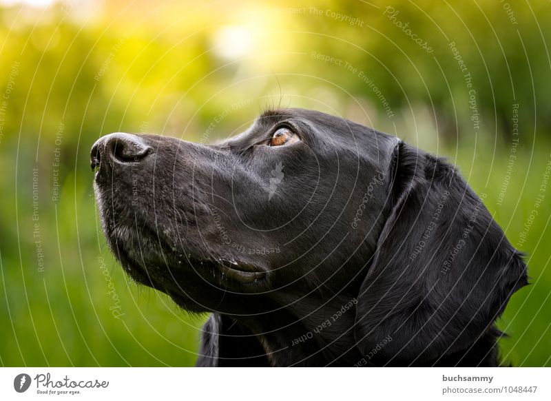 Faithful dog eyes Animal Pet Dog Animal face 1 Brown Yellow Green Black Loyalty Watchdog Head Labrador Purebred dog sunshine Colour photo Exterior shot