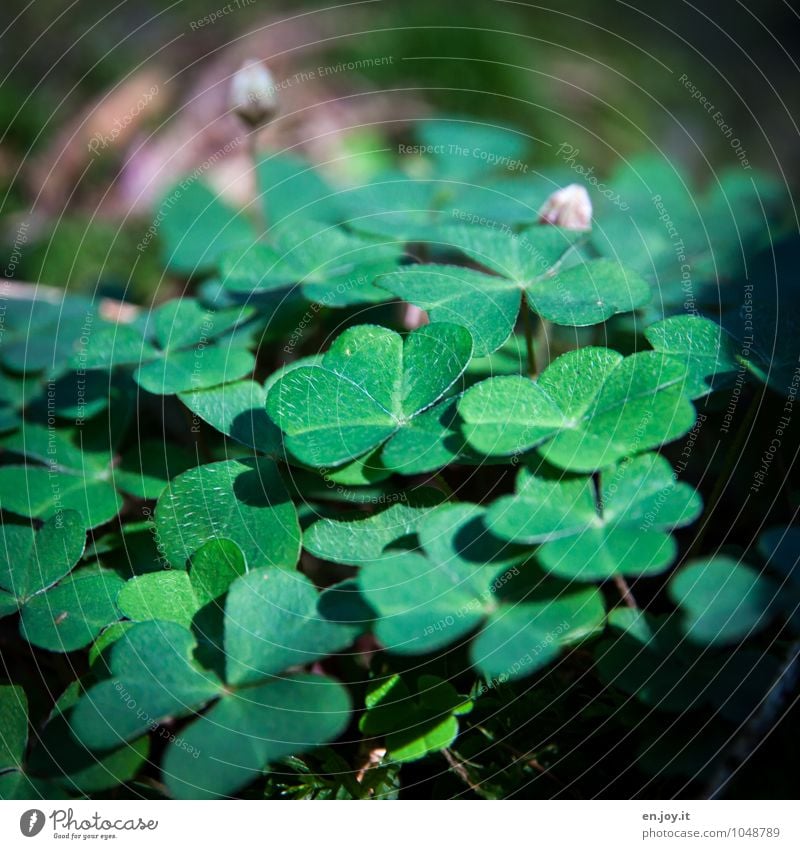 wood clover Happy Environment Nature Landscape Plant Spring Summer Leaf Blossom Foliage plant Agricultural crop Wild plant Clover Sorrel Common wood sorrel Bud