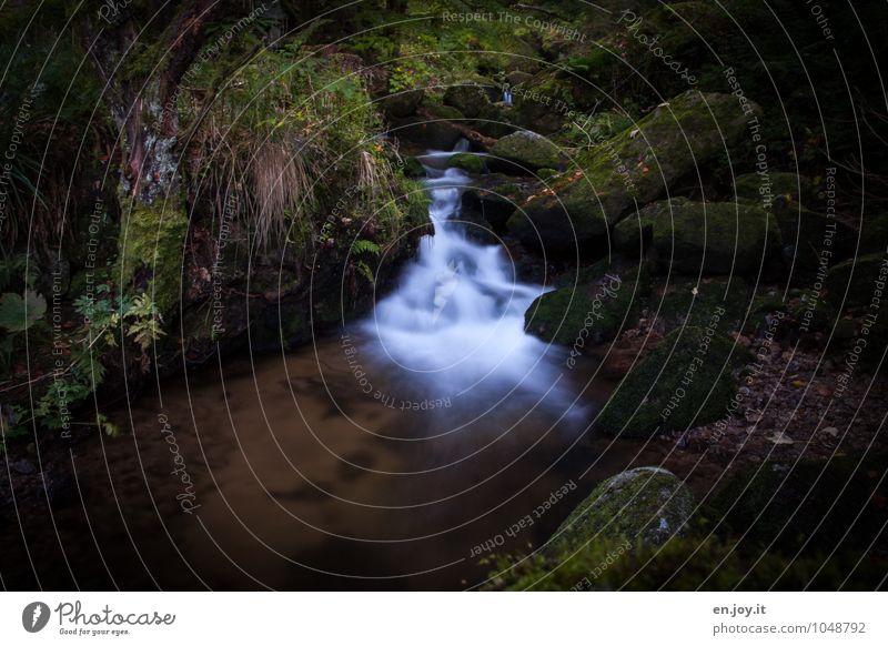 enchanted Adventure Environment Nature Landscape Plant Water Summer Bushes Moss Fern Forest Virgin forest Rock Waterfall Gertelbach Waterfalls Gertelbach Falls