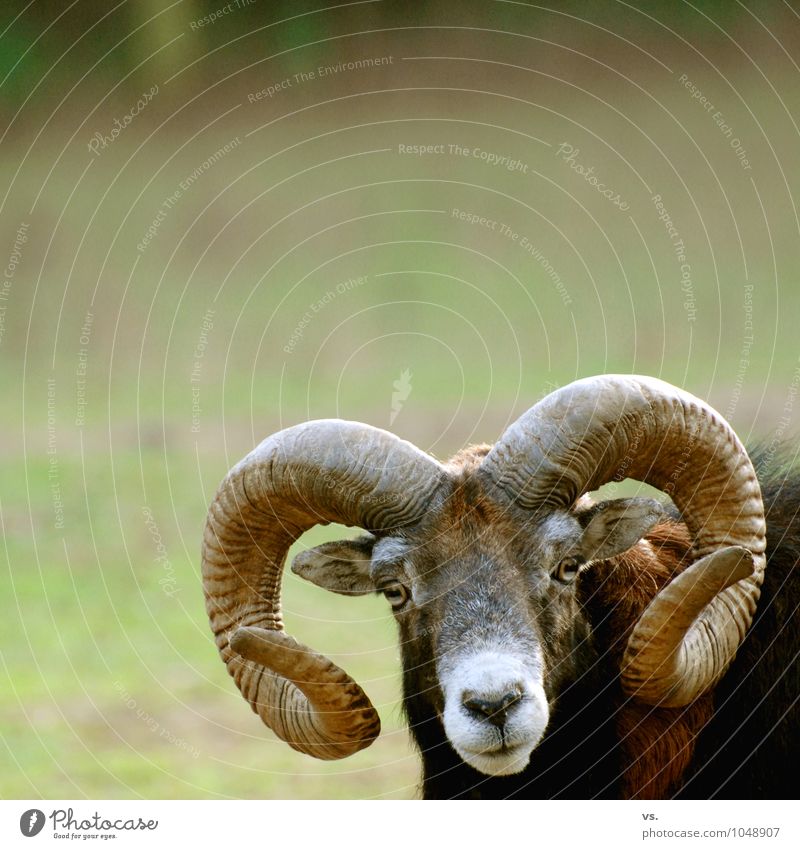 I am Horny. Spring Meadow Field Forest Wild animal Animal face Zoo 1 Rutting season Freedom Antlers Buck Sheep Flock European Mouflon Animal protection