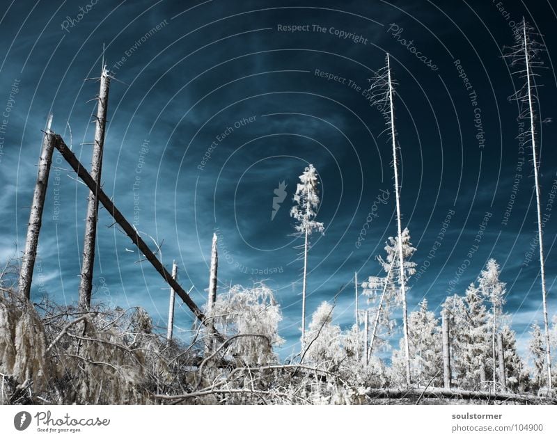 post-war Infrared White Infrared color Passenger train Black Red Clouds Grass Wayside Meadow Wood flour Wood effect Gorgeous Exceptional Dream Fence Tree Forest