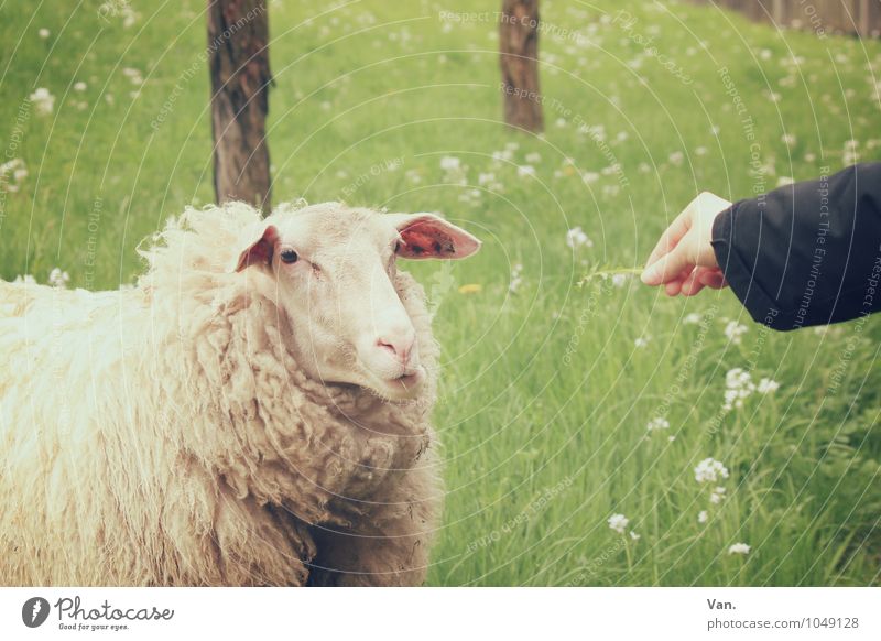 I'm so full Arm Hand Nature Flower Grass Meadow Animal Farm animal Sheep 1 Feeding Green Colour photo Multicoloured Exterior shot Day Animal portrait