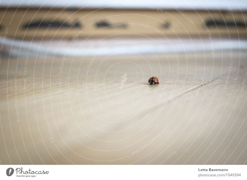 ladybugs Nature Animal Wild animal Beetle Ladybird 1 Happy Cute Red White Insect Good luck charm Colour photo Interior shot Detail Copy Space left