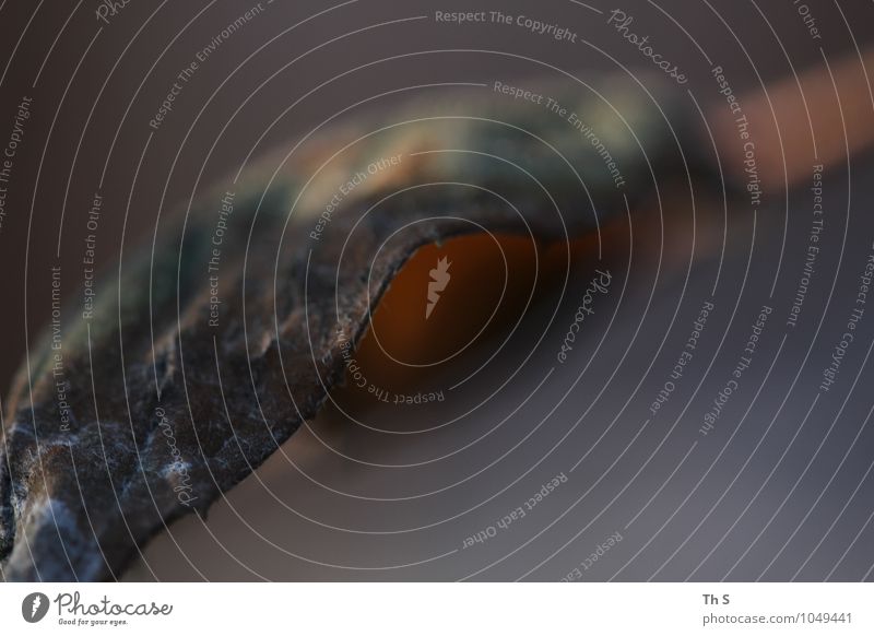 leaf Nature Plant Autumn Winter Leaf Blossoming Faded Esthetic Authentic Simple Elegant Natural Beautiful Moody Serene Patient Calm Colour Uniqueness Harmonious