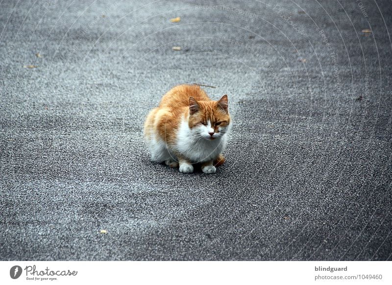 Cat Scratch Fever Summer Bad weather Street Animal Pet 1 Sit Love of animals Timidity Caution Observe Fear Blind Pelt Asphalt Colour photo Exterior shot