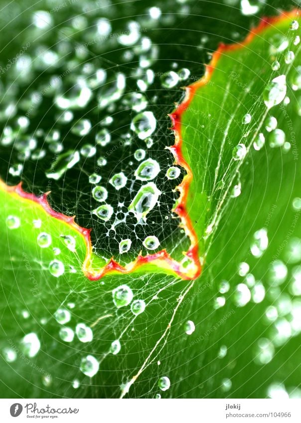 canopy Rain Wet Damp Leaf Green Spider Spider's web Fine Delicate Soft Thin Silk Baldachin Prey Blur Plant Animal Insect Habitat Biology Light