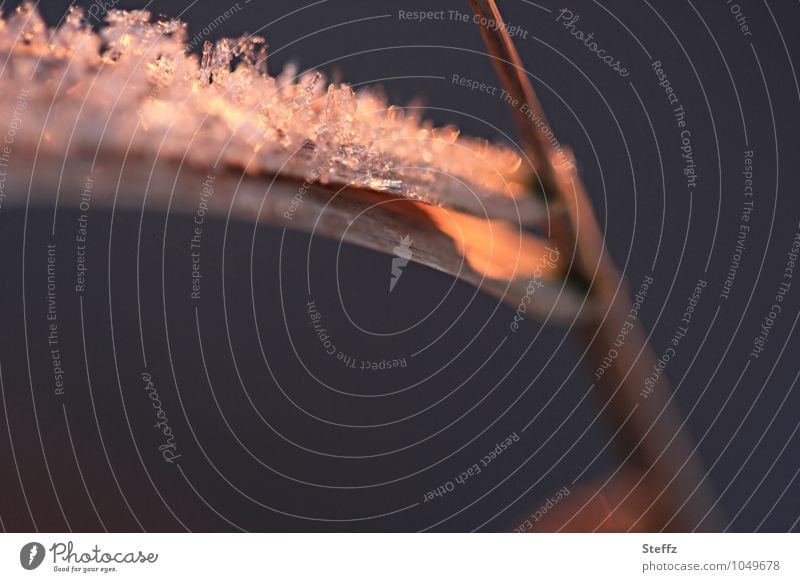 Ice crystals on a frozen blade of grass in warm afternoon light ice crystals Frozen Domestic Nordic cold snap onset of winter winterly silence hot and cold