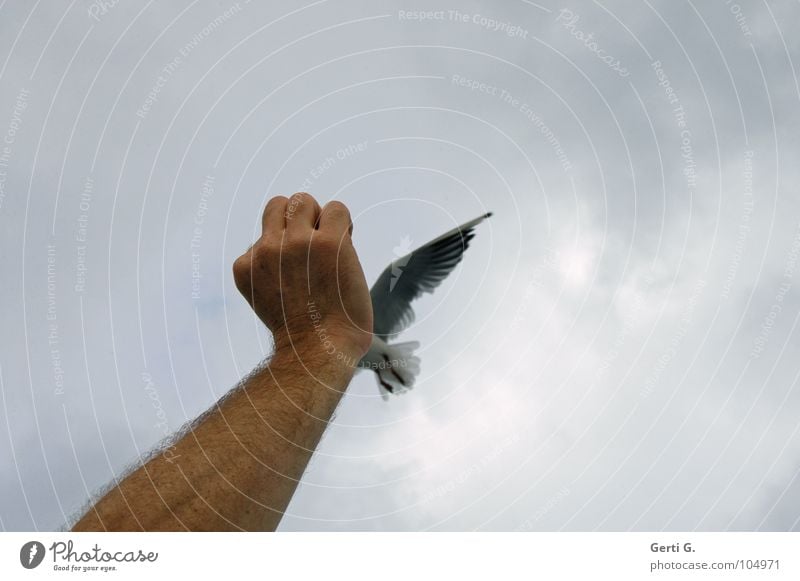 Funny bird Attack Antagonism Bird Seagull Poultry Heavenly Light blue Gray Dreary Clouds Bad weather Hand Fist Feed To hold on Feeding Crumbs Gull birds