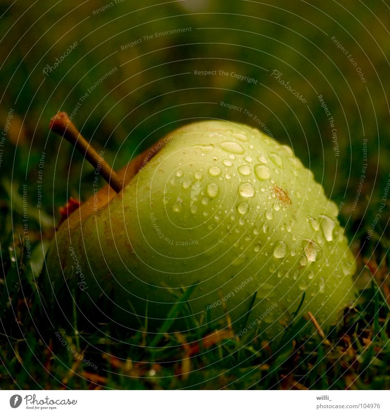 the apple does not fall far from trunk II Green Meadow Wet Grass Thanksgiving Fresh Juicy Fruit Macro (Extreme close-up) Close-up Apple Drops of water Rain